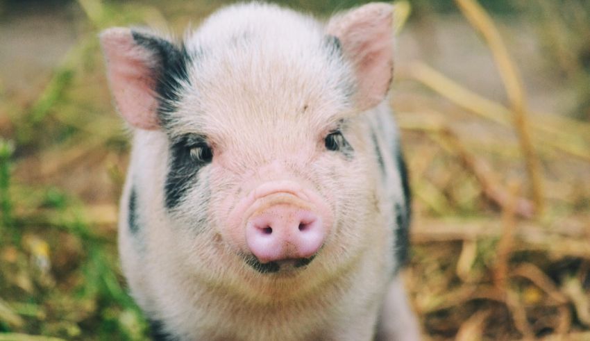 A close up of a pig looking at the camera.