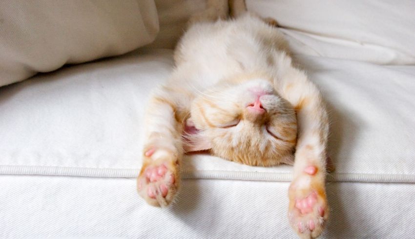 A cat laying on a couch.