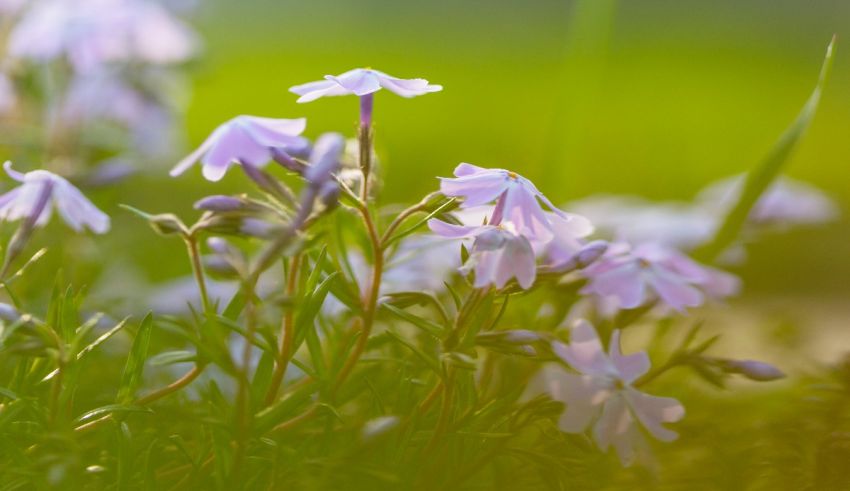 A bunch of white flowers are growing in the grass.