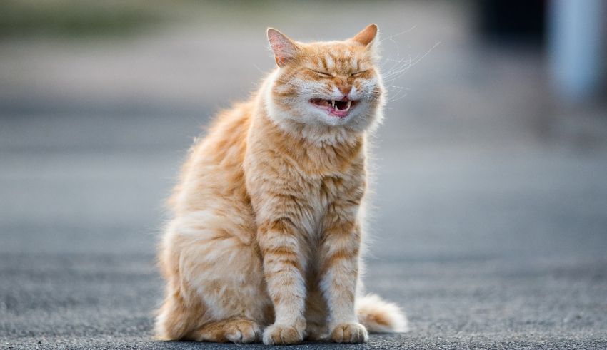 An orange tabby cat yawning on the street.