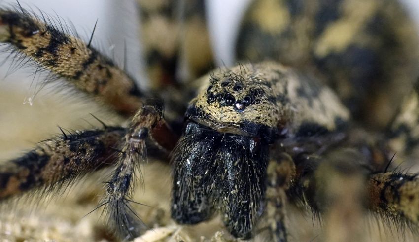 A close up of a brown and black spider.