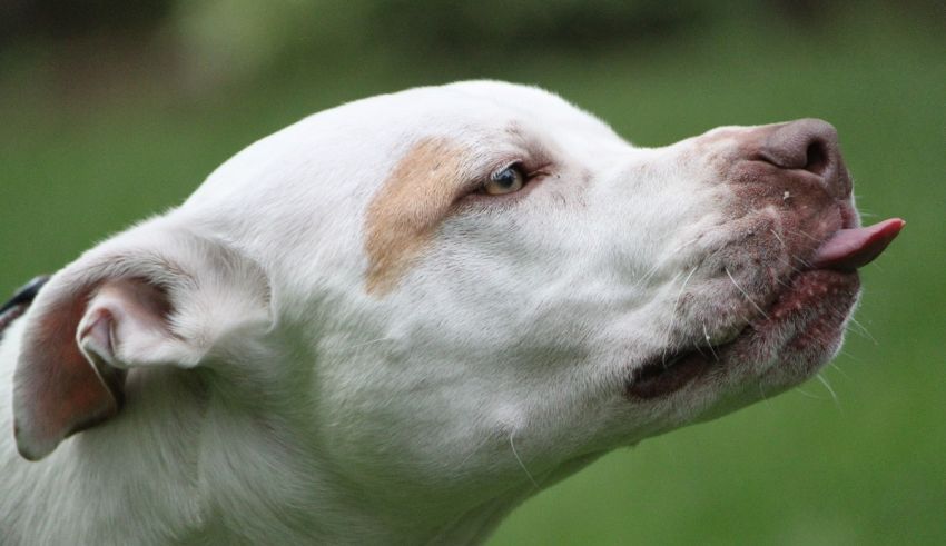 A white and brown dog with its tongue out.