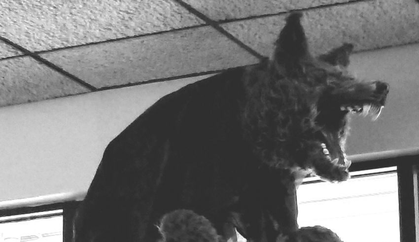 A black and white photo of a wolf in a window.