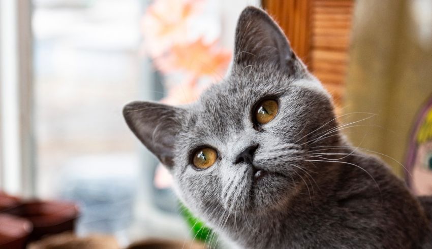 British shorthair cat staring out of a window.