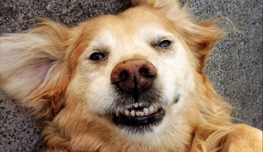 A golden retriever dog laying on the ground.