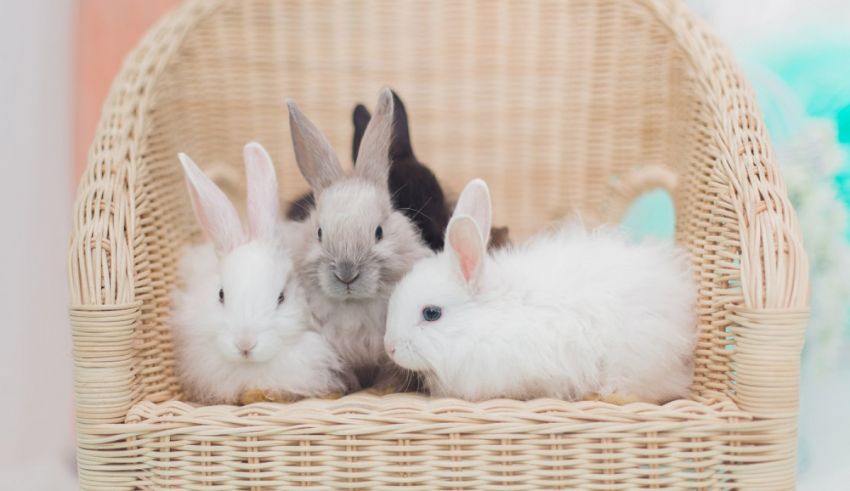 Three rabbits sitting in a wicker basket.