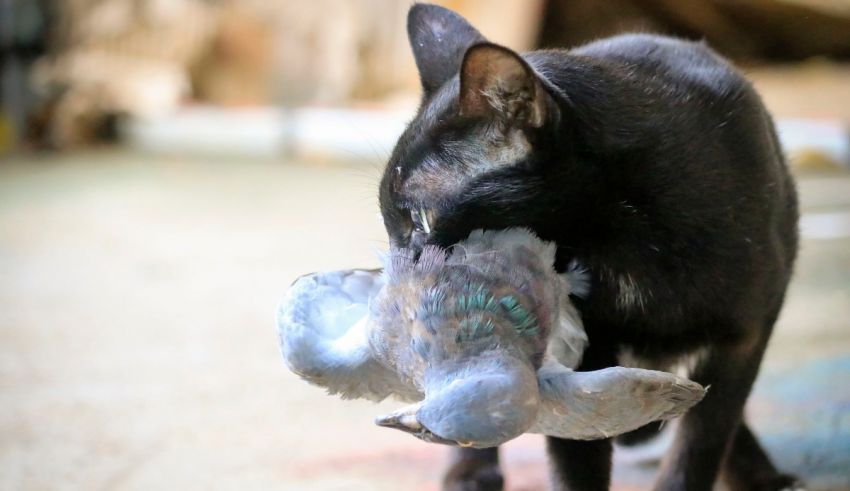 A black cat with a bird in its mouth.