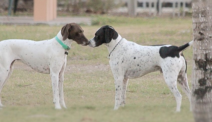 Two black and white dogs standing in a field.