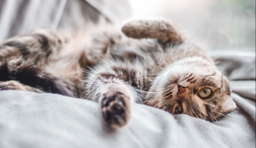 A tabby cat laying on a couch.