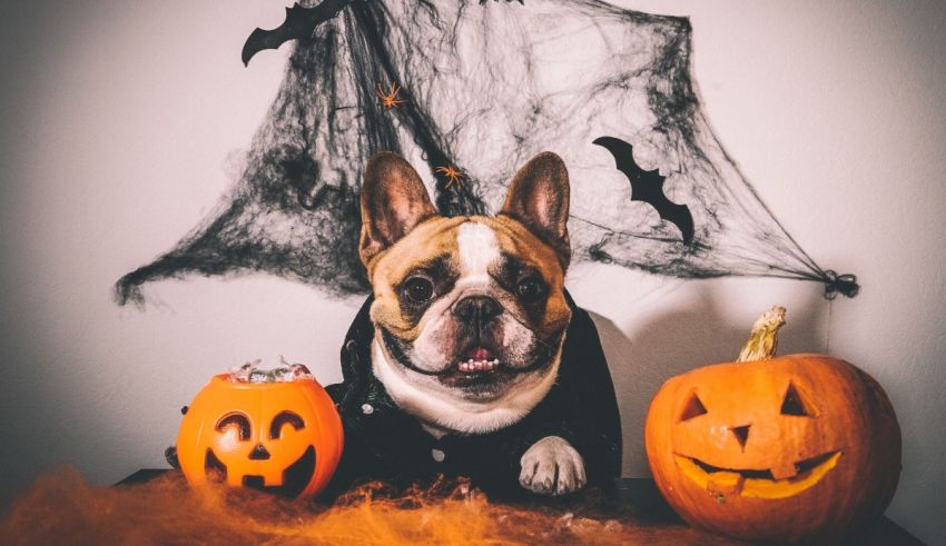 A french bulldog dressed up in a halloween costume.