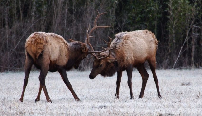 Two elk fighting in a field with frost on the ground.