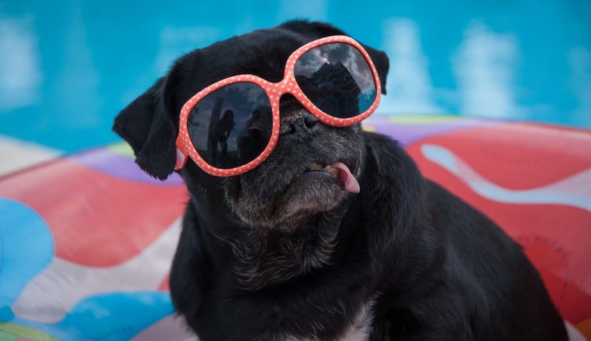 A black pug wearing sunglasses in a pool float.