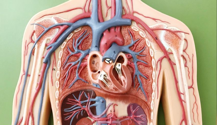 A model of the human body with arteries and veins.