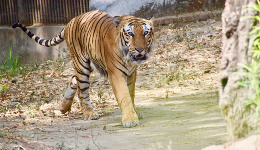 A tiger walking through a zoo enclosure.