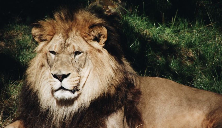 A lion is laying down in the grass.