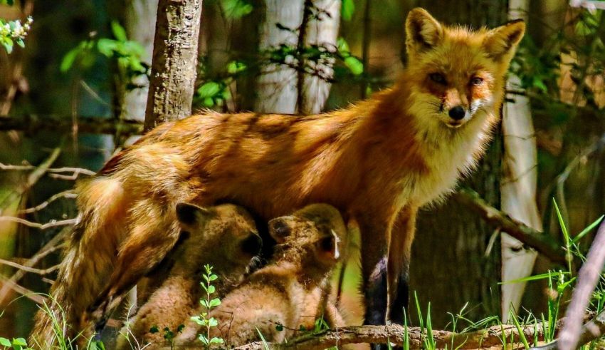 A mother fox with her cubs in the woods.