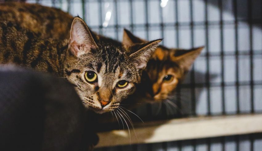 Two tabby cats looking at each other in a cage.