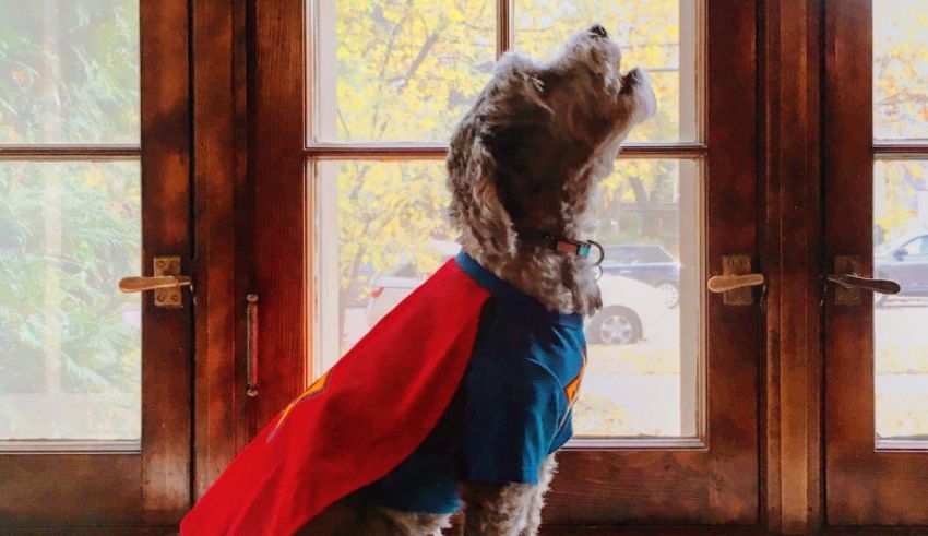 A dog in a superman costume standing in front of a window.
