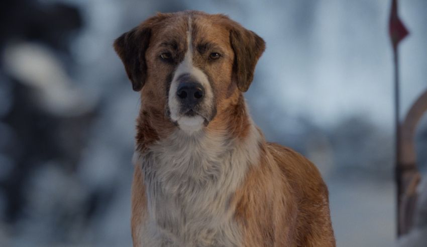 A brown and white dog standing in the snow.