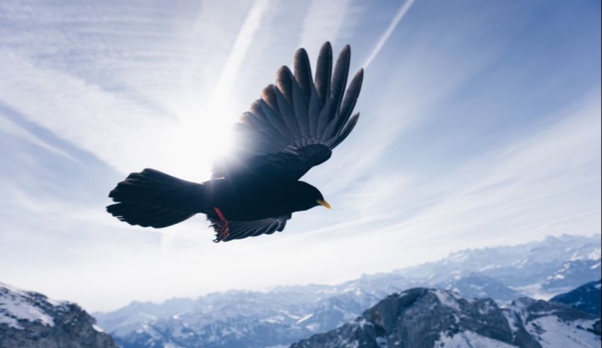 A black bird flies over a snowy mountain.