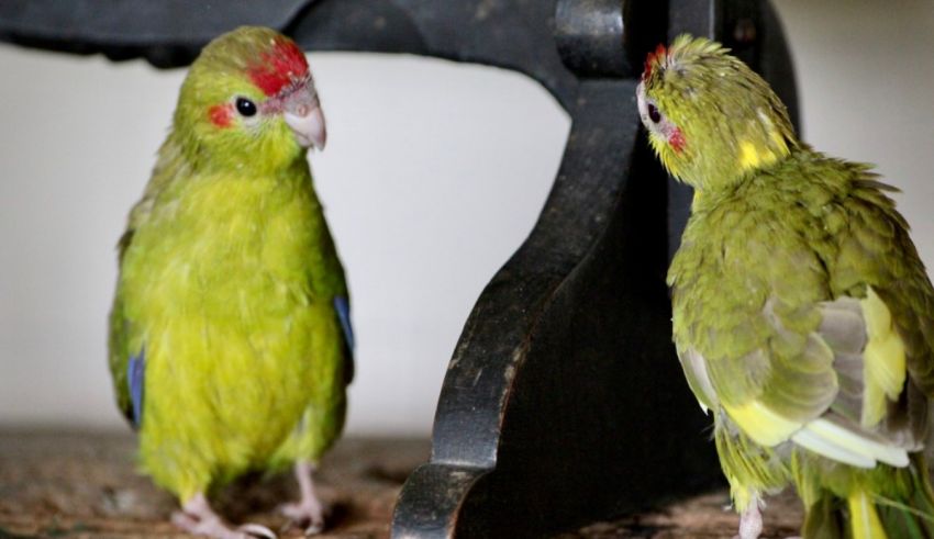 Two green and yellow parrots standing next to each other.