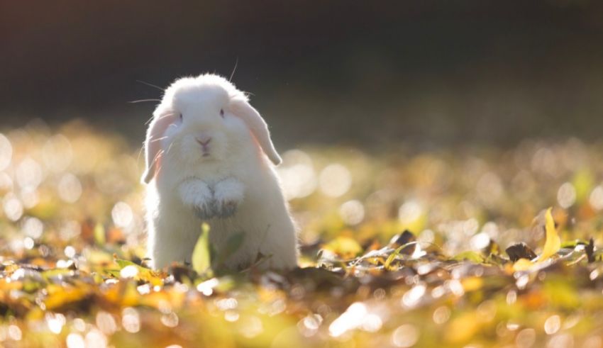 A white rabbit standing in a field of leaves.