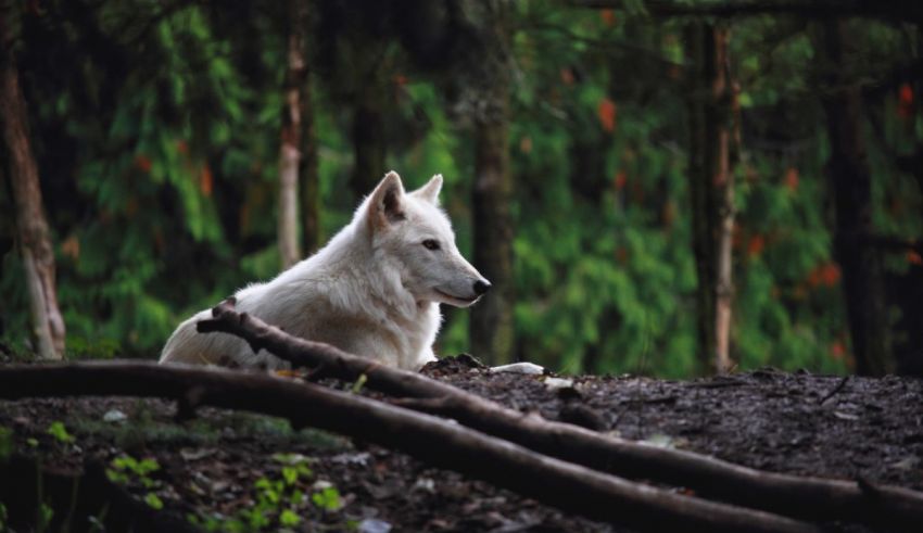 A white wolf is sitting in the woods.