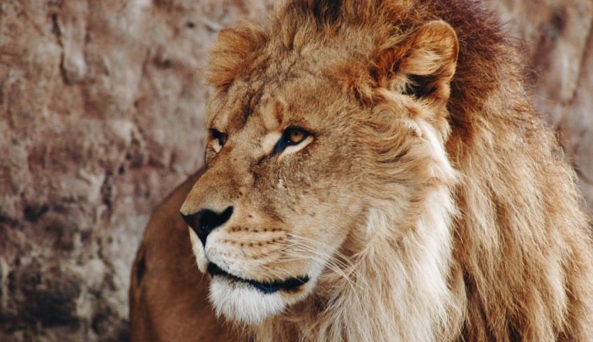 A close up of a lion looking at the camera.