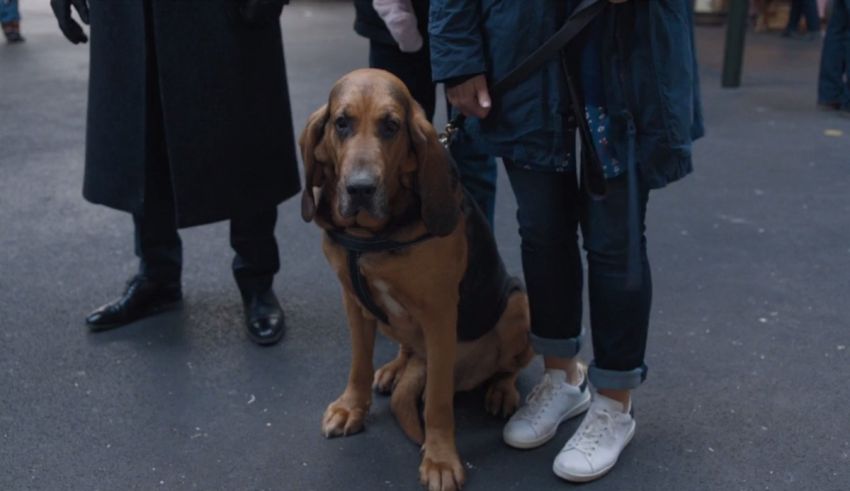 A woman is standing next to a dog on a leash.