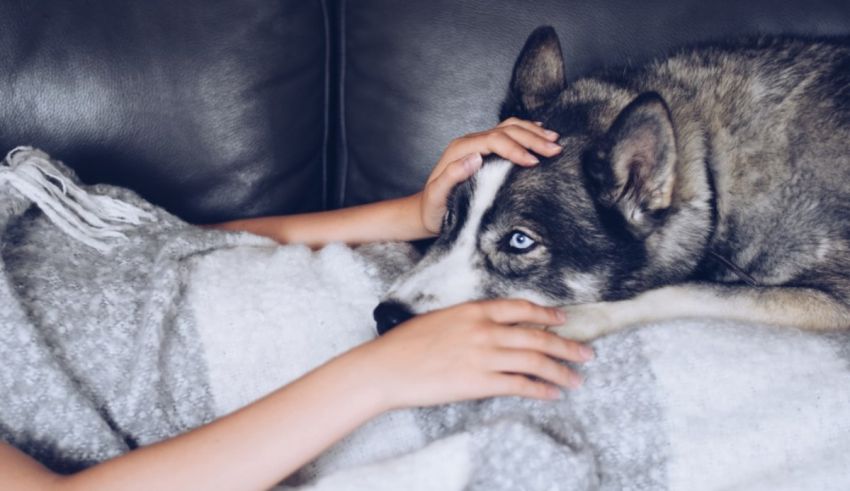 A woman petting a husky dog on a couch.