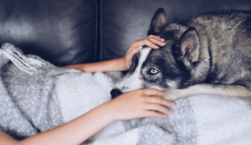 A woman petting a husky dog on a couch.