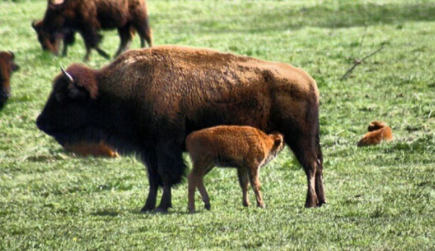A bison with a calf in a grassy field.