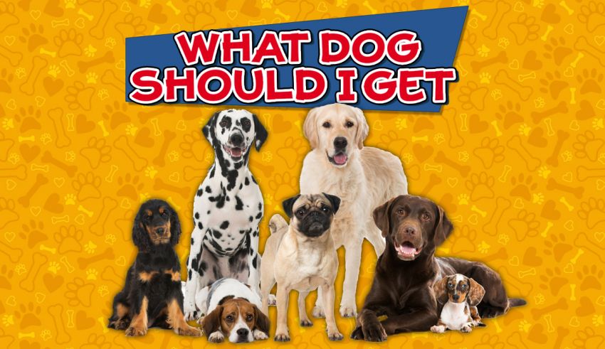 What Dog Should I Get Quiz