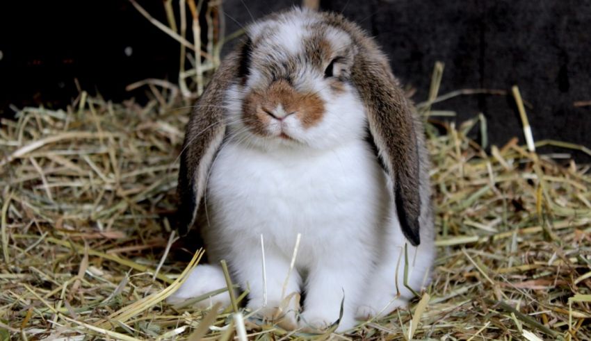 A white and brown rabbit sitting in hay.