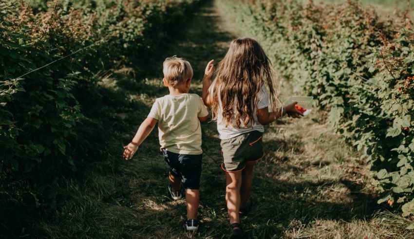 Two children walking through a field of raspberries.