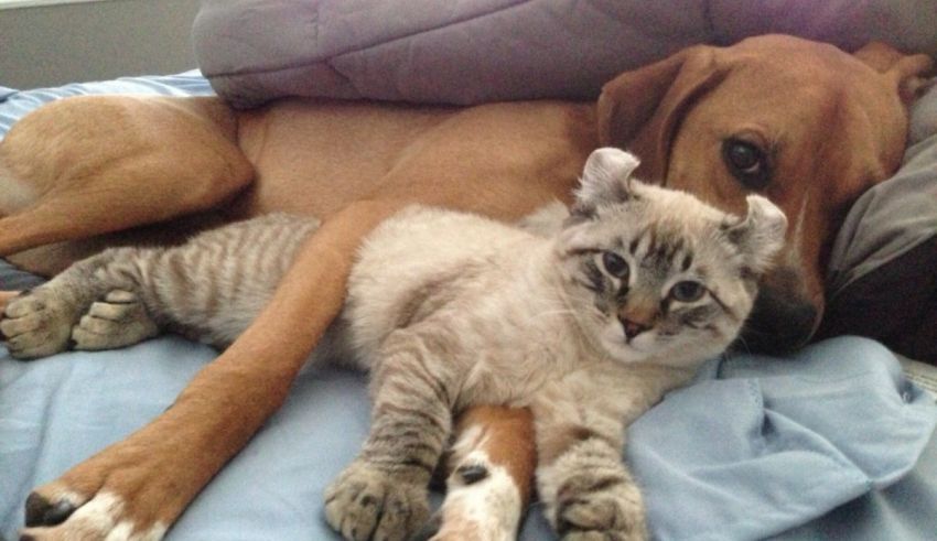 A dog and a cat laying on a bed.