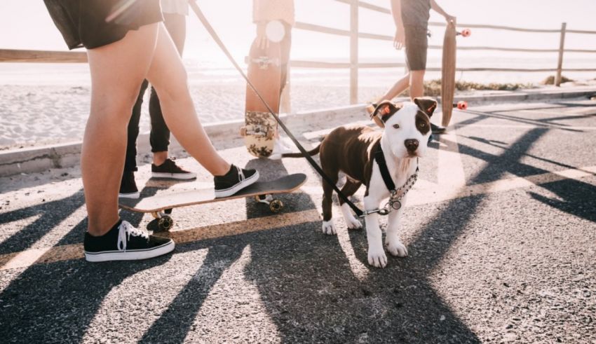 A dog with a skateboard on a leash.