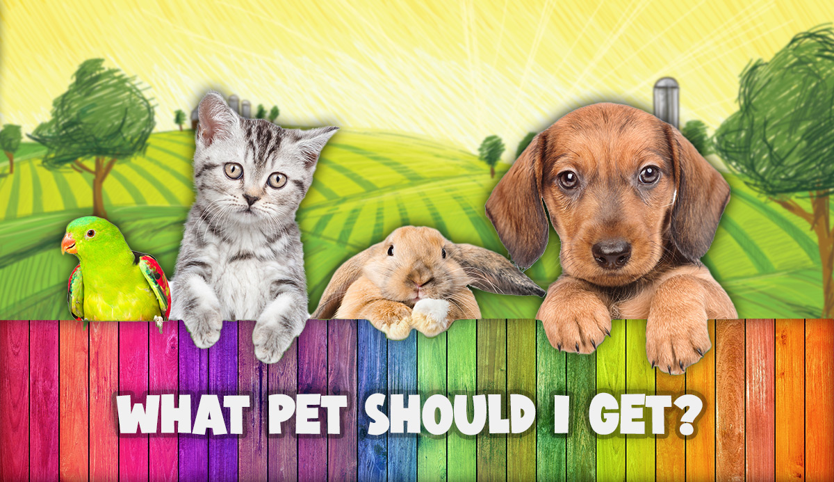 What Pet Should I Get? Pet Quiz Based on 20 Factors