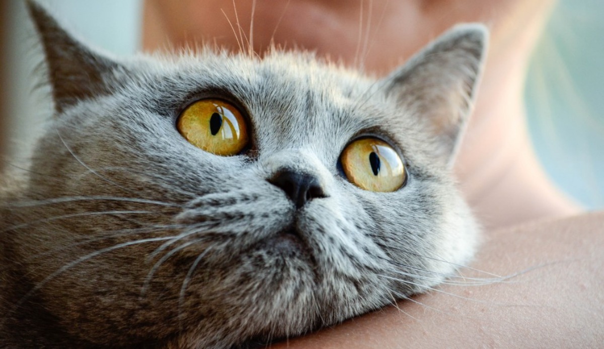 Does My Cat Love Me? Find Out with This 100% Accurate Quiz 20