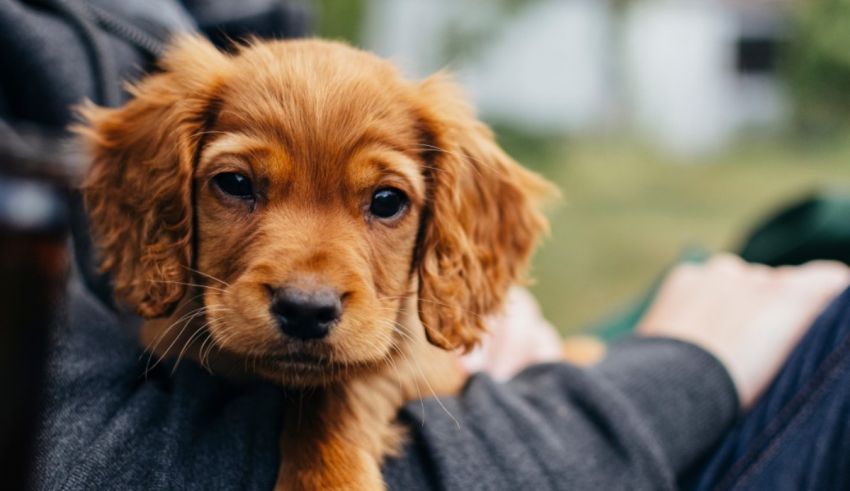 A brown puppy is being held by a person.