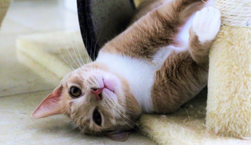 A cat laying on top of a scratching post.