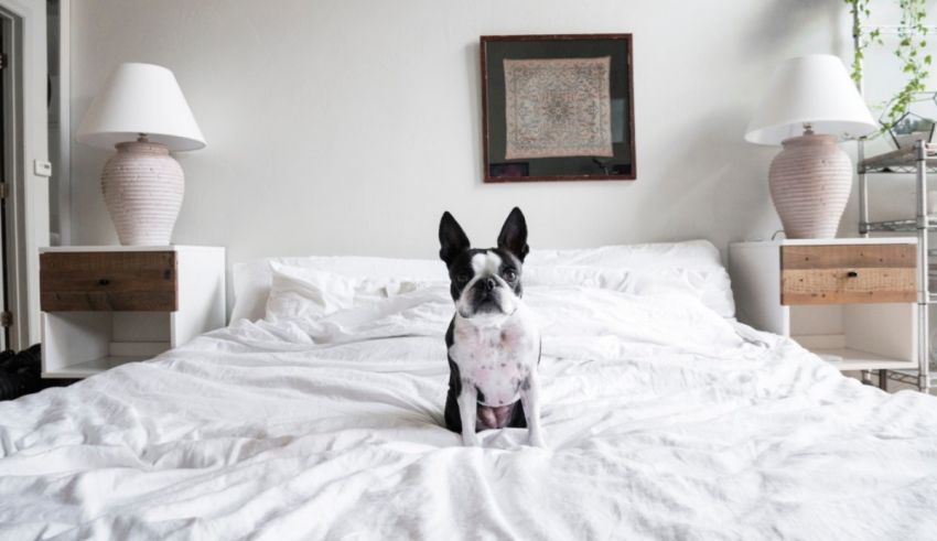 A boston terrier dog sitting on a white bed.