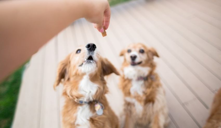 A person feeding a dog a treat on a deck.