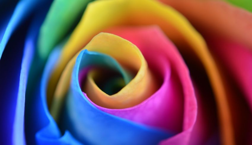A close up image of a colorful rose.