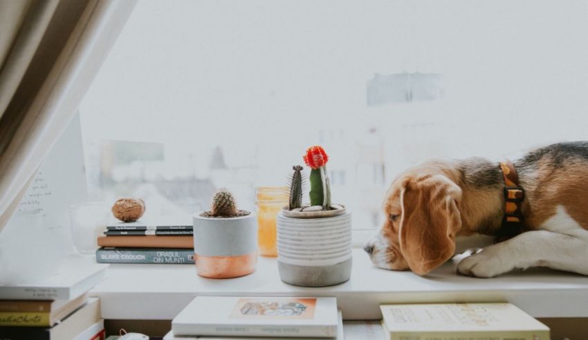 A beagle dog resting on a window sill with books and cactus.