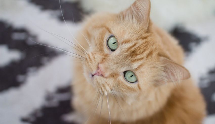 A close up of an orange cat with green eyes.