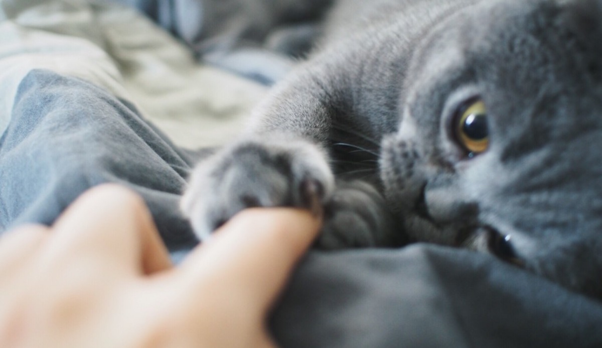Does My Cat Love Me? Find Out with This 100% Accurate Quiz 2
