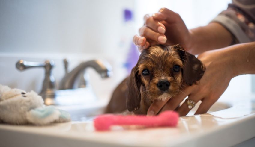 A dog is being washed in a bathroom sink.