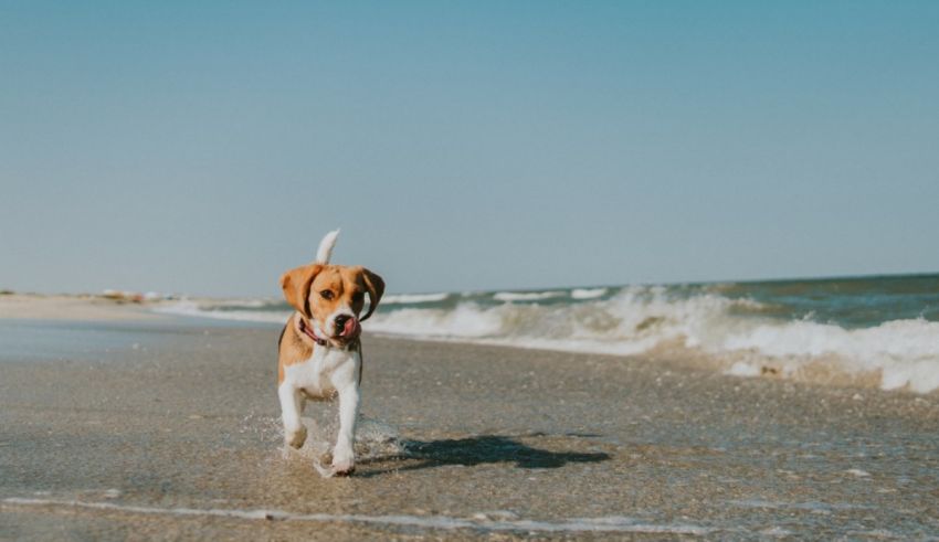A beagle dog running on the beach.