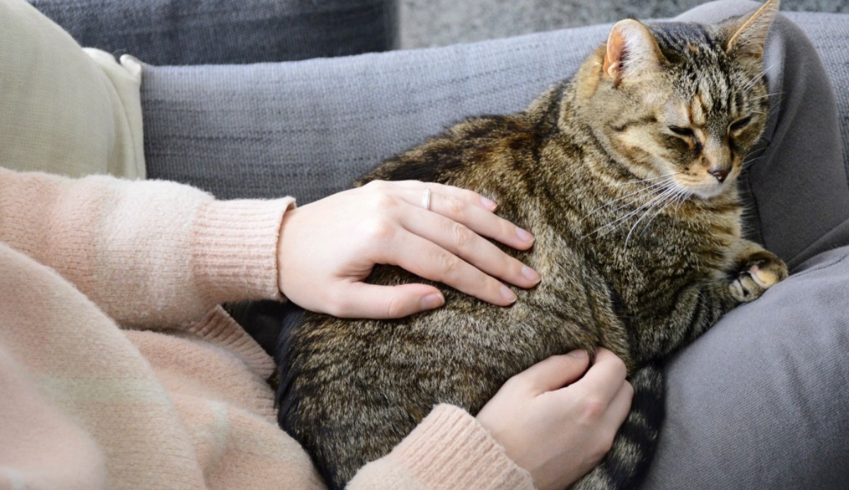 Does My Cat Love Me? Find Out with This 100% Accurate Quiz 3